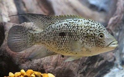 能和龍魚混養的中層魚：與龍魚混養的中層魚