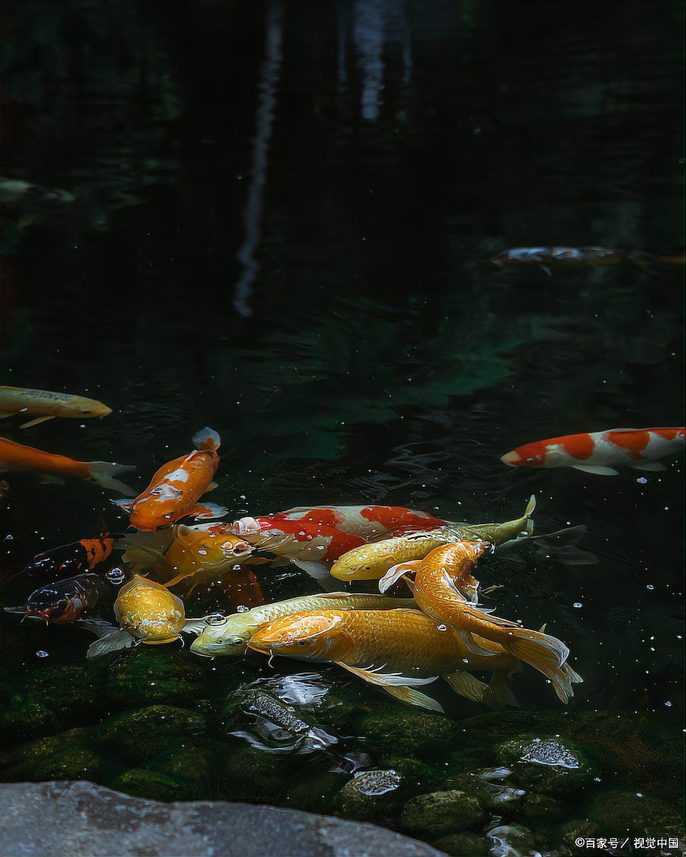 龍魚多久不吃會餓死？
