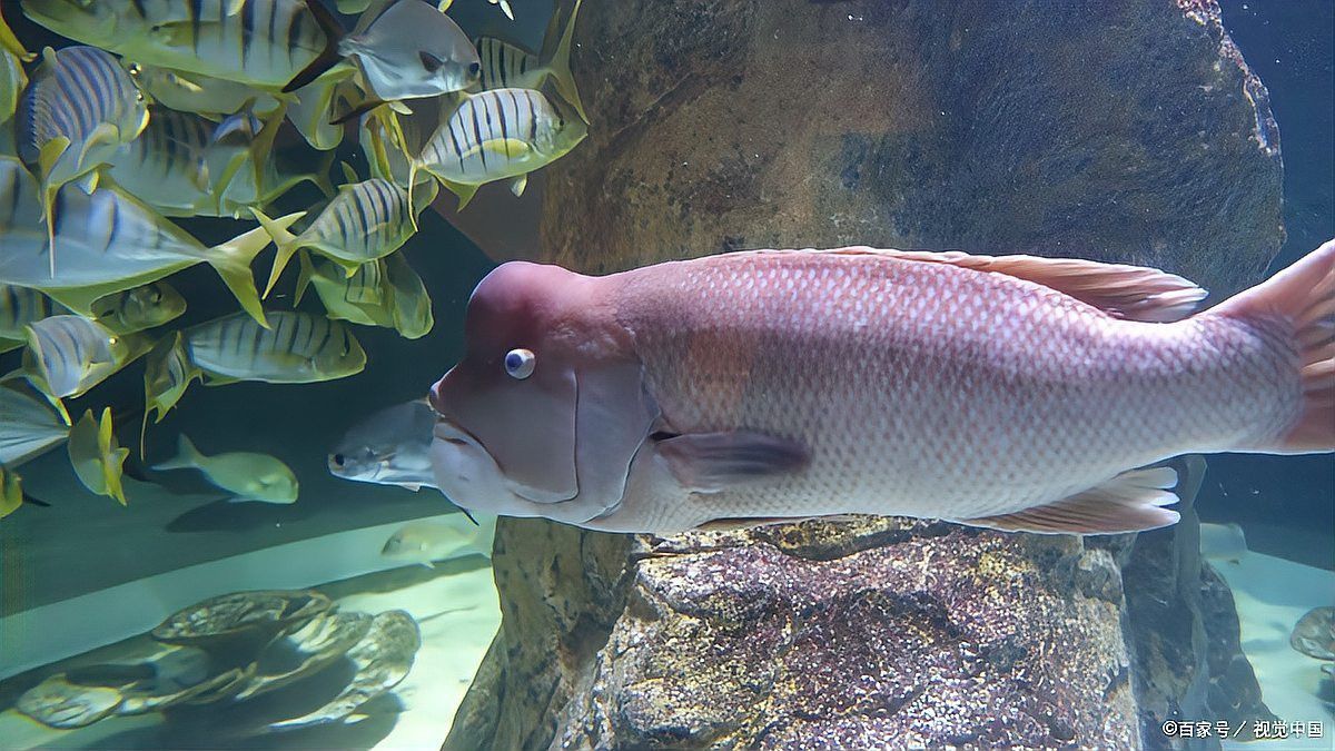 龍魚多久不吃會餓死？