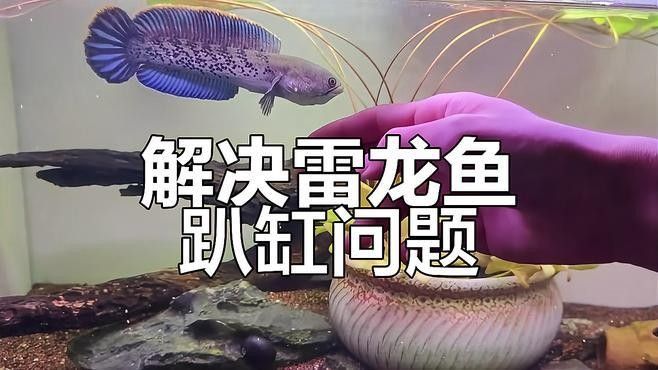 雷龍魚趴在魚缸不動(dòng)怎么辦呢