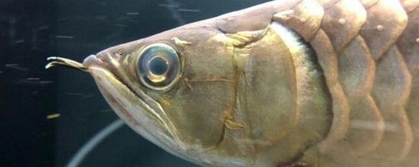 龍魚眼睛有白膜能自愈嗎怎么治療，龍魚眼睛出現白膜是否能自愈