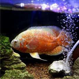 龍魚價格多少錢