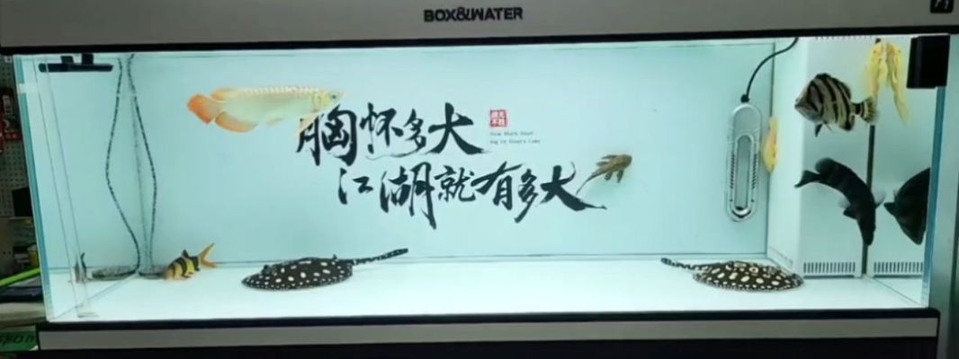 金龍魚古典過背和金頭過背的區別（金龍魚古典過背和金頭過背是兩種不同的觀賞品種）