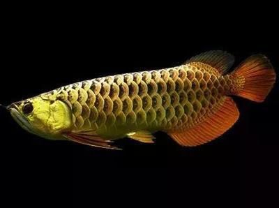 金龍魚吃什么增色快一點：金龍魚吃什么會上色快 金龍魚吃什么增色快一點：金龍魚吃什么會上色快 龍魚百科 第1張