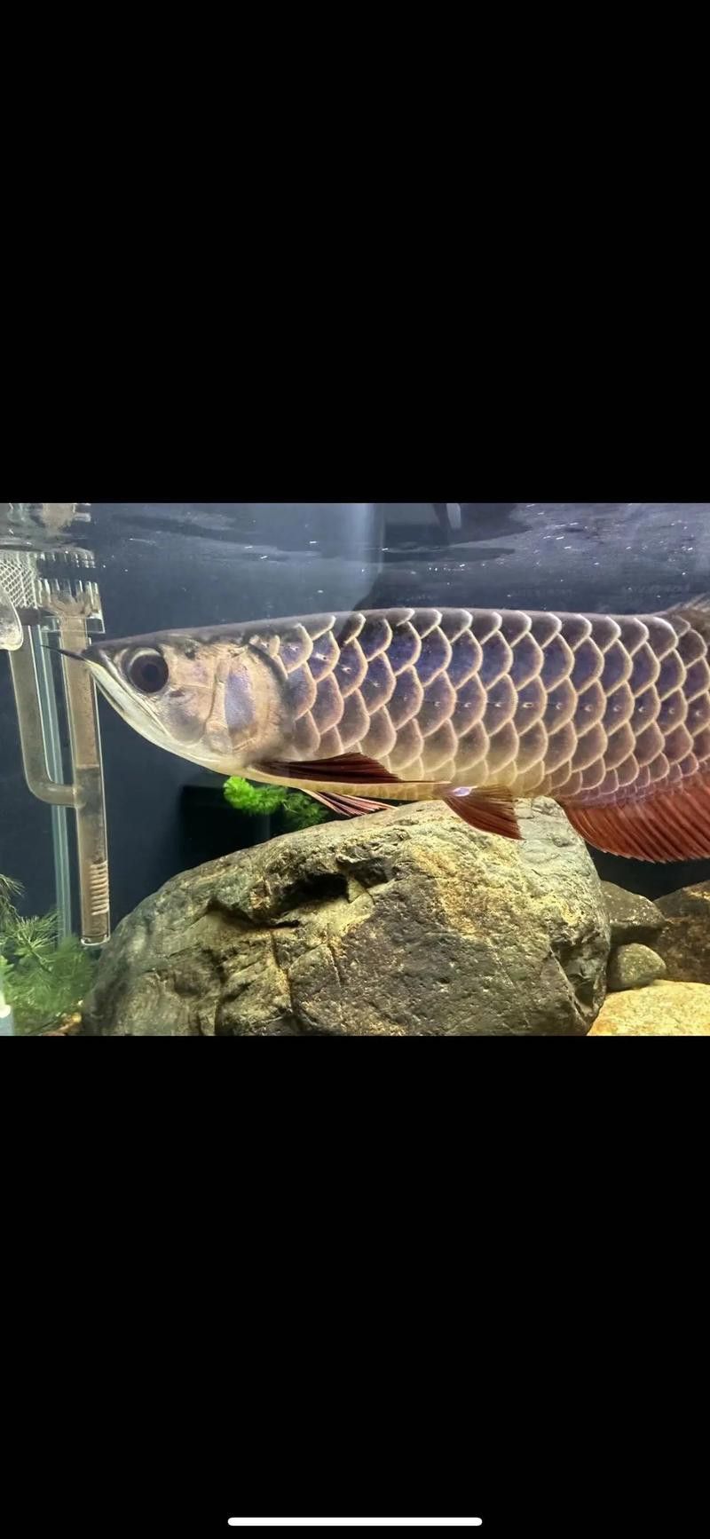 金龍魚品種圖片大全