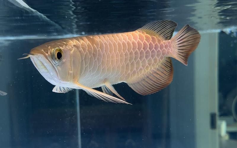 金龍魚品種圖片大全