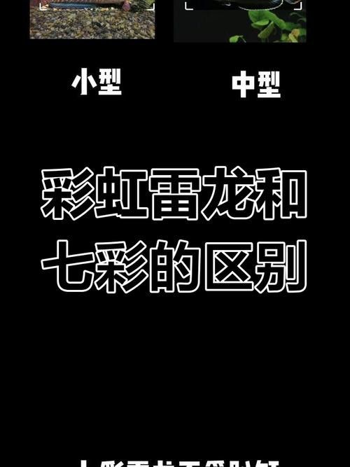 彩虹雷龍魚(yú)和七彩雷龍的區(qū)別圖片