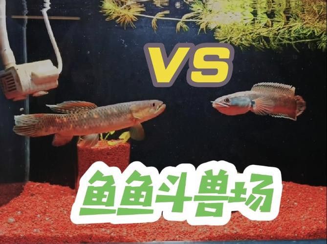 彩虹雷龍魚和七彩雷龍的區(qū)別圖片