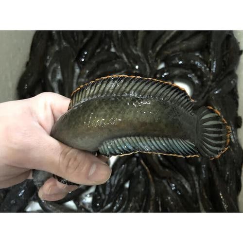 彩虹雷龍魚和七彩雷龍的區(qū)別圖片