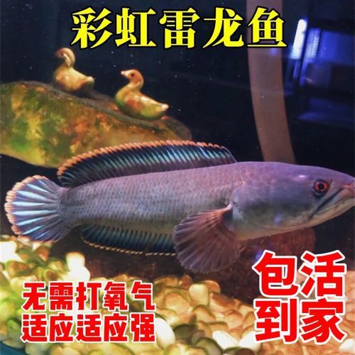 彩虹雷龍魚和七彩雷龍的區(qū)別圖片