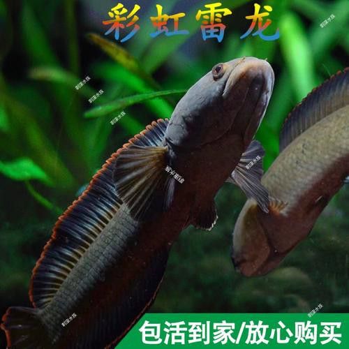 彩虹雷龍魚和七彩雷龍的區(qū)別圖片