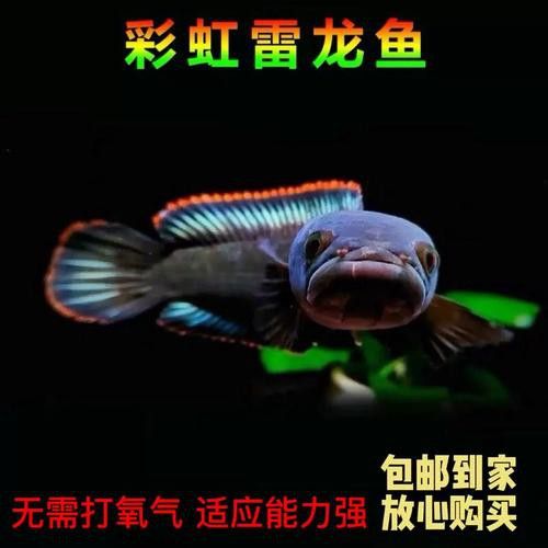 彩虹雷龍魚和七彩雷龍的區(qū)別圖片