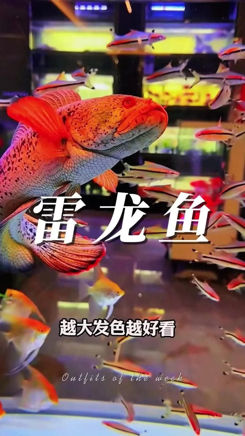 彩虹雷龍魚和七彩雷龍的區(qū)別圖片