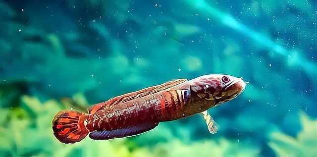 彩虹雷龍魚和七彩雷龍的區(qū)別圖片