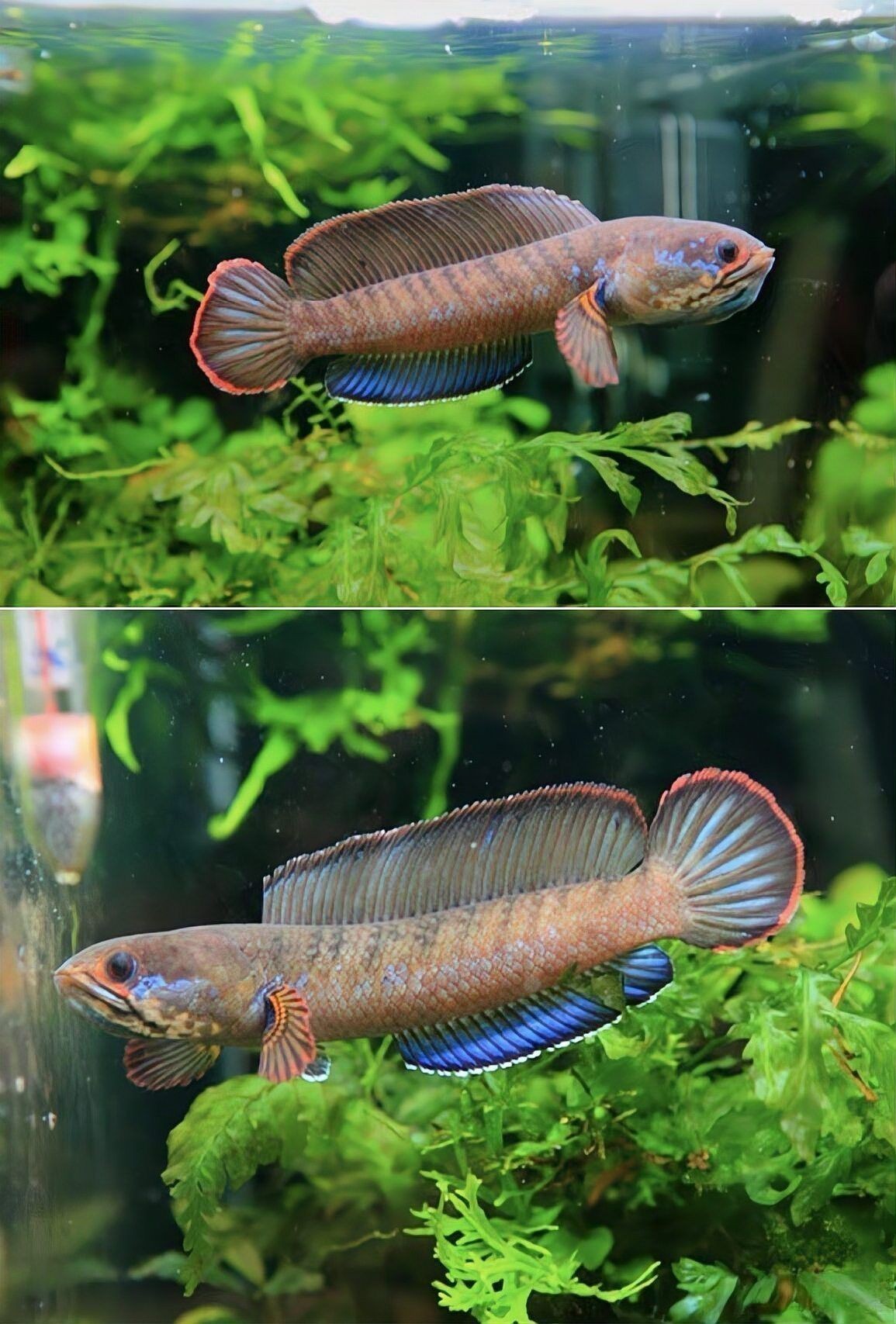 彩虹雷龍魚和七彩雷龍的區(qū)別圖片