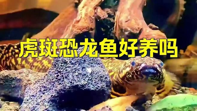 虎斑恐龍魚飼養技巧視頻大全圖片