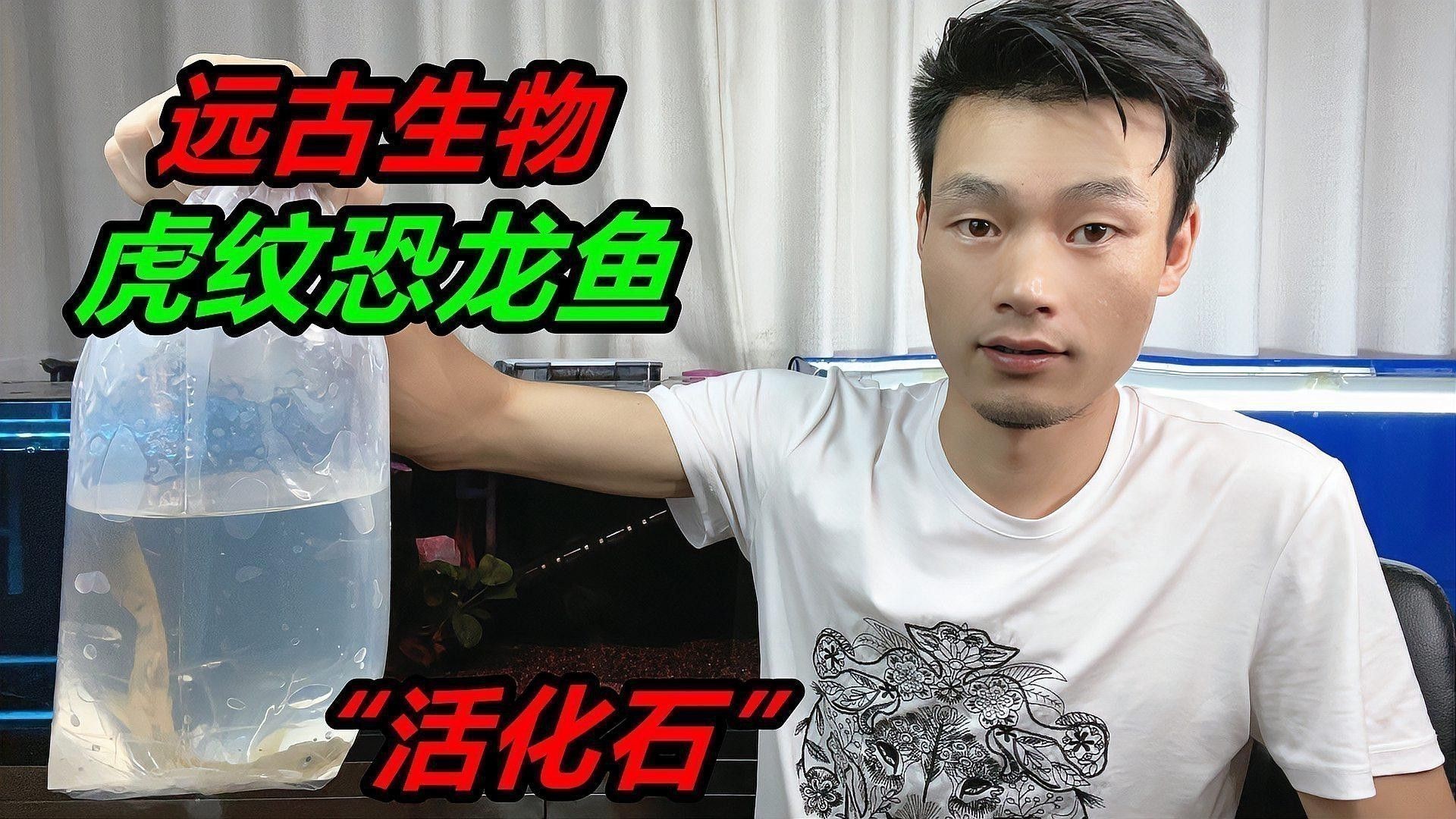 虎斑恐龍魚飼養技巧視頻大全圖片