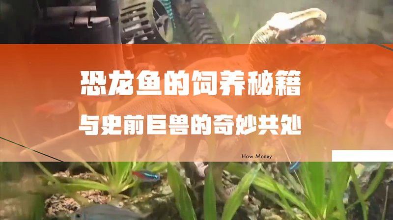 虎斑恐龍魚飼養技巧視頻大全圖片