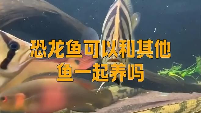 虎斑恐龍魚飼養技巧視頻大全圖片
