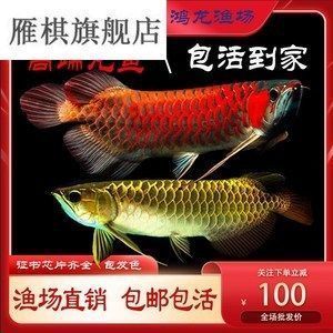 龍魚怎么不愛游動（龍魚不愛游動怎么辦）