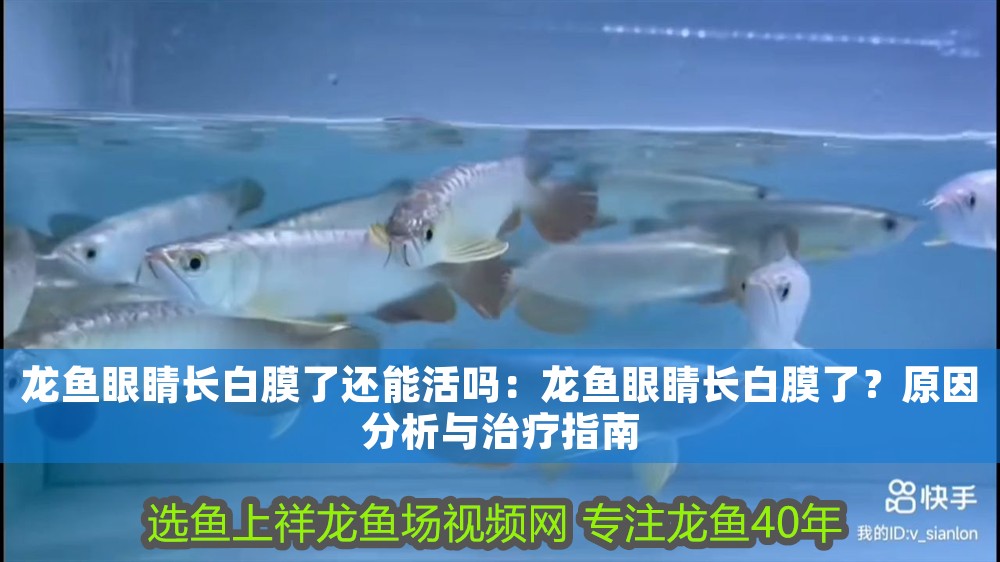龍魚眼睛長白膜了還能活嗎：龍魚眼睛長白膜了？原因分析與治療指南