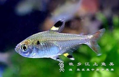 龍魚眼睛長白膜了還能活嗎：龍魚眼睛長白膜了？原因分析與治療指南