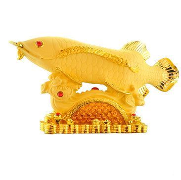 龍魚點金是什么樣子的：星點龍魚點金是什么樣子的龍魚點金是什么樣子的