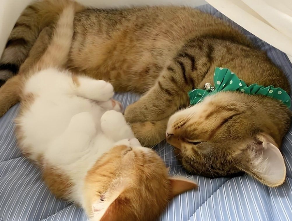 龍貓和貓一起睡覺會有哪些風(fēng)險？