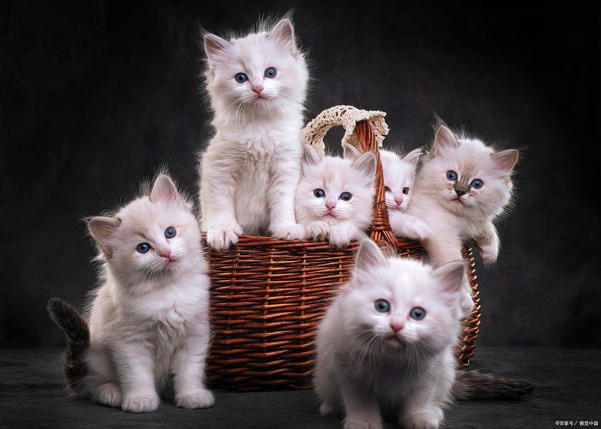 龍貓和貓一起睡覺會有哪些風(fēng)險？