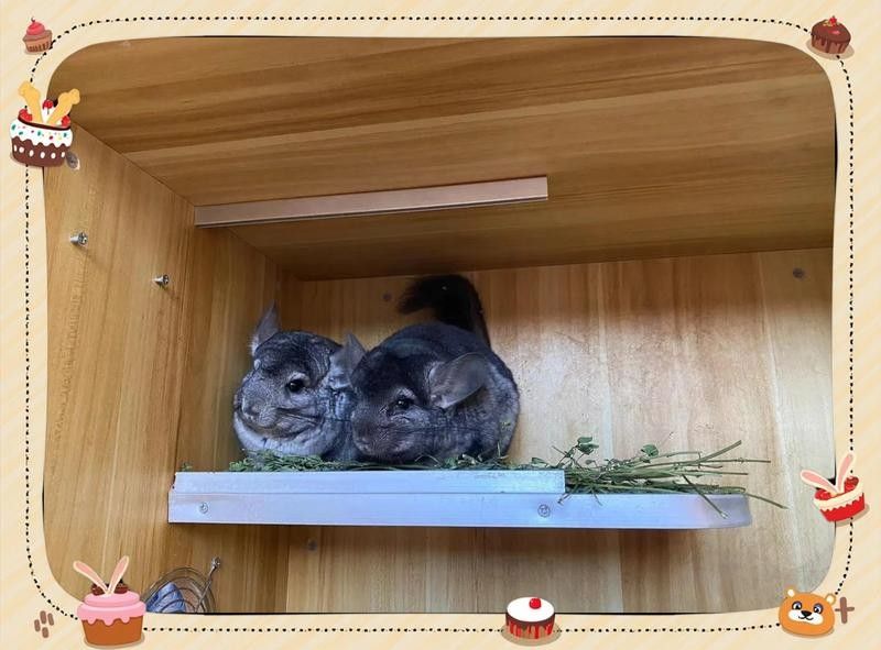 龍貓和貓一起睡覺會有哪些風(fēng)險？