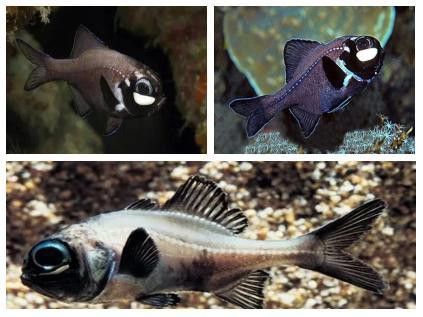 發光細菌對深海龍魚有何影響？