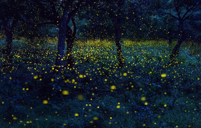 發光細菌對深海龍魚有何影響？