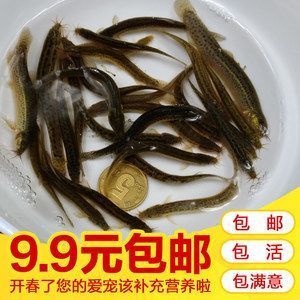 怎樣預防龍魚腸炎復發呢