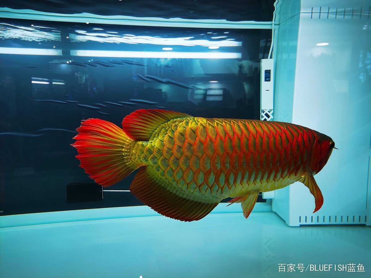 金龍魚為什么怕紅色的東西