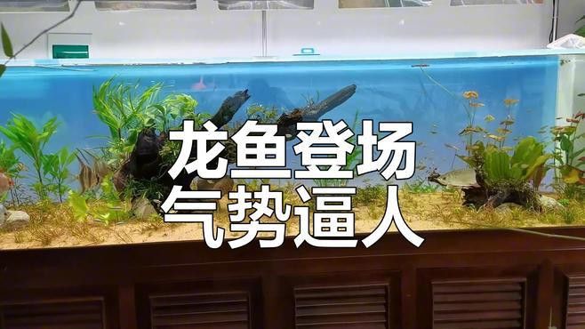 小龍魚做法大全圖解 小龍魚做法大全圖解 龍魚百科 第3張