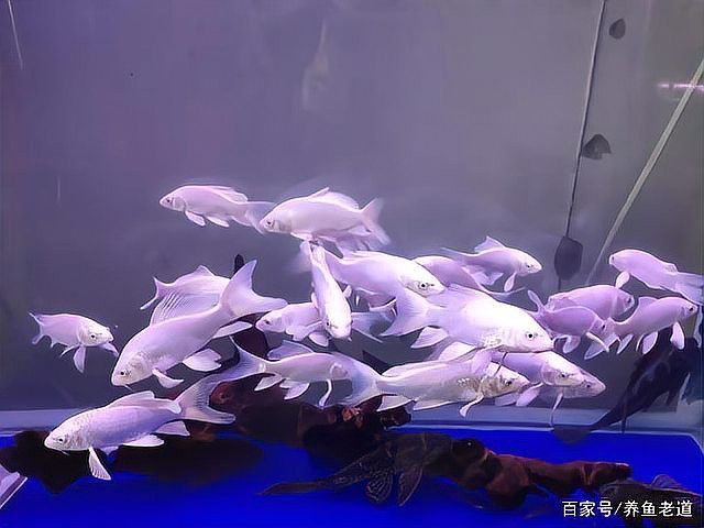 小龍魚做法大全圖解 小龍魚做法大全圖解 龍魚百科 第6張