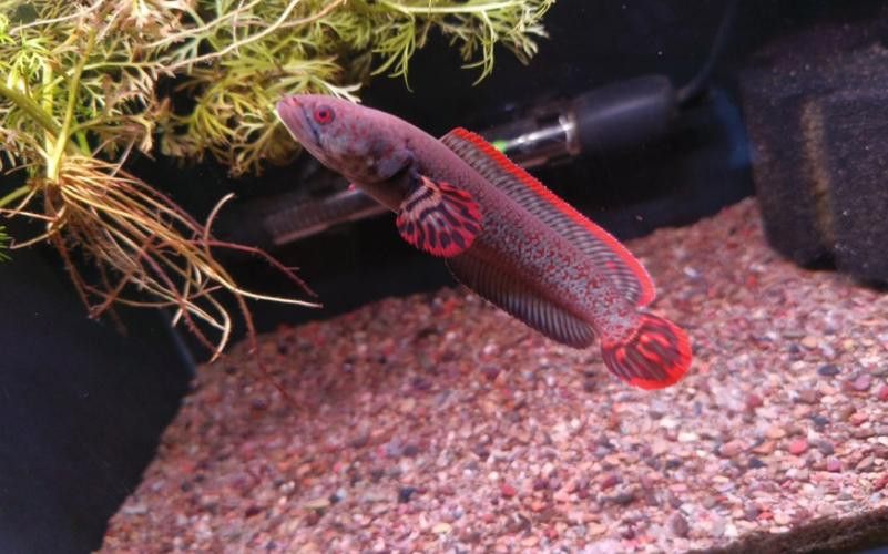 如何區分七彩龍魚的不同品種? 龍魚百科 第2張 如何區分七彩龍魚的不同品種? 如何區分七彩龍魚的不同品種? 龍魚百科 第2張