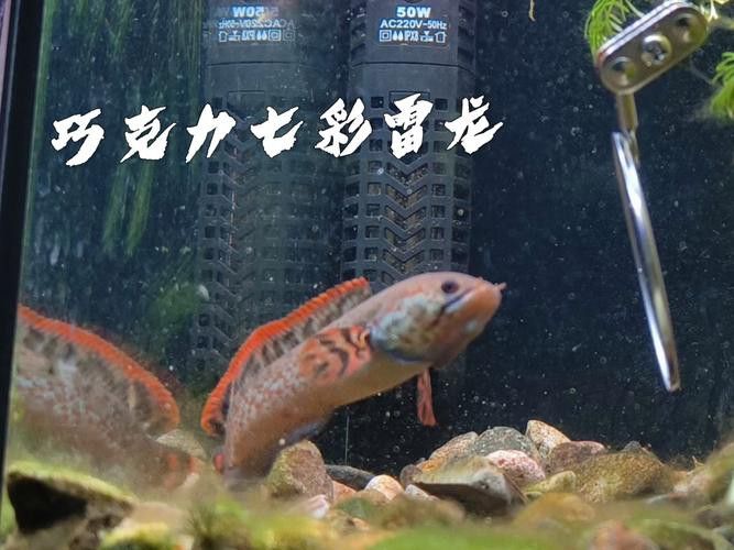 如何區分七彩龍魚的不同品種? 龍魚百科 第5張 如何區分七彩龍魚的不同品種? 如何區分七彩龍魚的不同品種? 龍魚百科 第5張