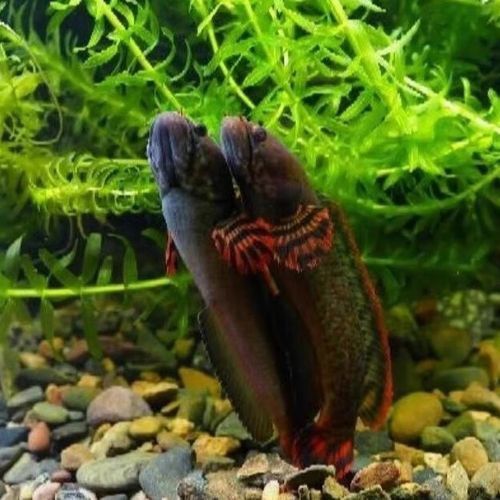 如何區分七彩龍魚的不同品種? 龍魚百科 第4張 如何區分七彩龍魚的不同品種? 如何區分七彩龍魚的不同品種? 龍魚百科 第4張