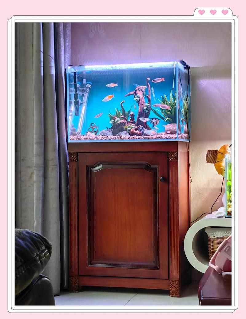 紅金龍魚(yú)飼養(yǎng)需要哪些專用設(shè)備？