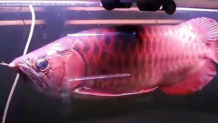 孟吉爾紅龍魚漁場在哪（孟吉爾紅龍魚市場價格對比）