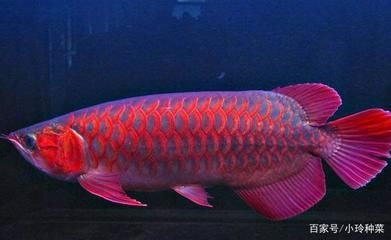 給龍魚換魚缸（龍魚怎么換缸？）