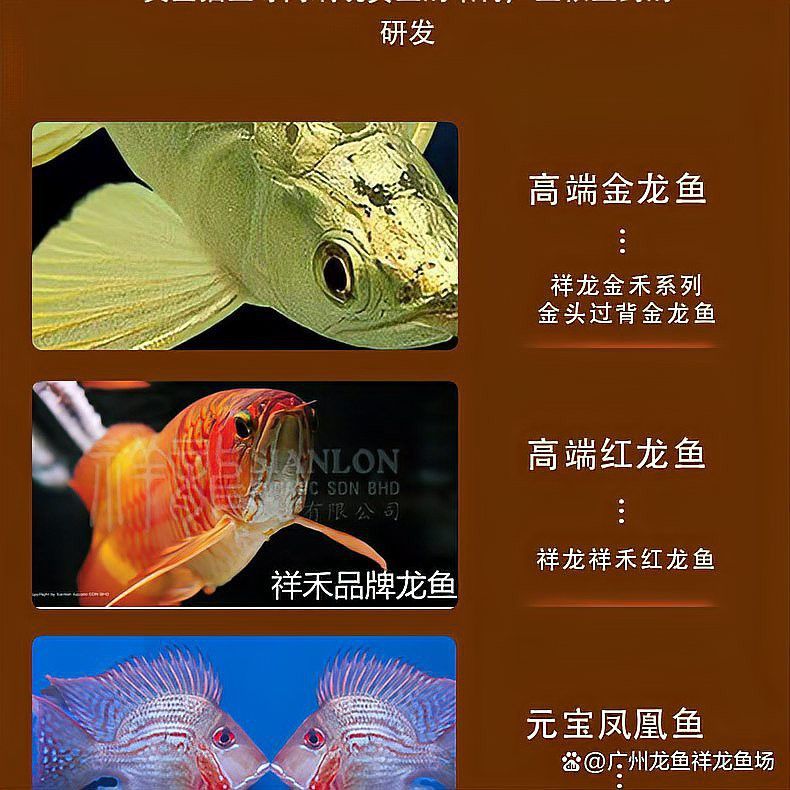 龍魚立鱗病康復期間可以喂食嗎？
