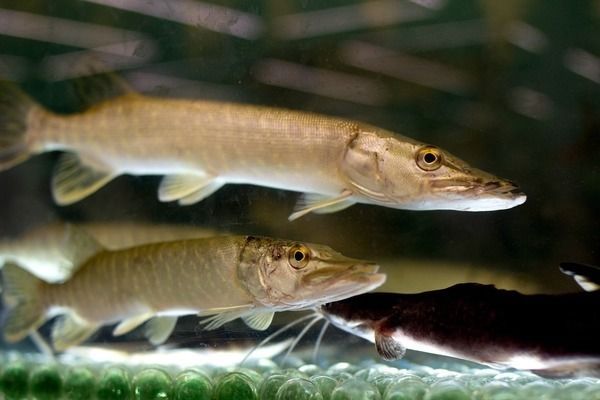 龍魚缸除了養(yǎng)龍魚還能養(yǎng)啥魚：龍魚缸混養(yǎng)孔雀魚注意事項(xiàng)