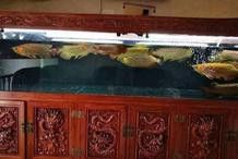 三條龍魚會打架嗎