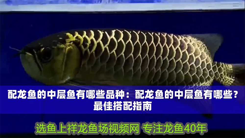 配龍魚的中層魚有哪些品種：配龍魚的中層魚有哪些？最佳搭配指南