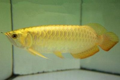 龍魚有芯片和沒有芯片區別在哪（如何辨別龍魚芯片真偽，龍魚芯片對健康有何影響，龍魚芯片信息查詢方法）