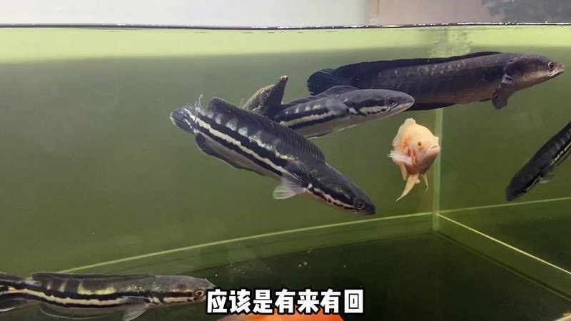 龍魚哪個(gè)品種最兇猛？