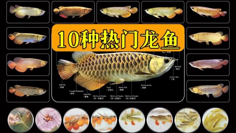 龍魚哪個(gè)品種最兇猛？