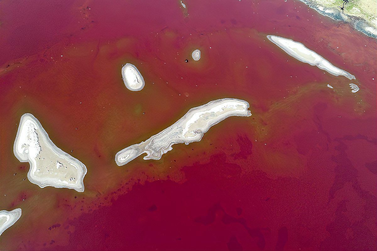 龍魚寄生蟲感染會傳染給人類嗎？